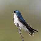 Hirondelle bicolore
