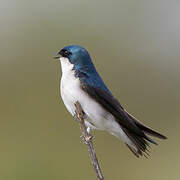 Tree Swallow