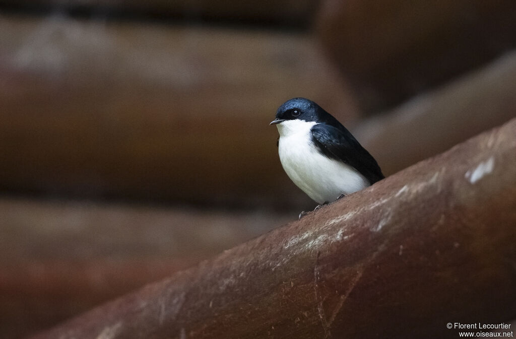 Hirondelle bleu et blanc