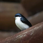 Blue-and-white Swallow