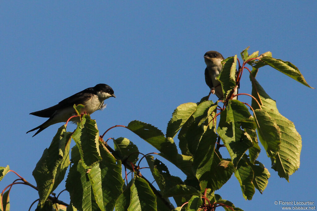 Common House Martin