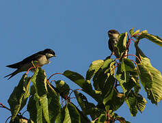 Common House Martin