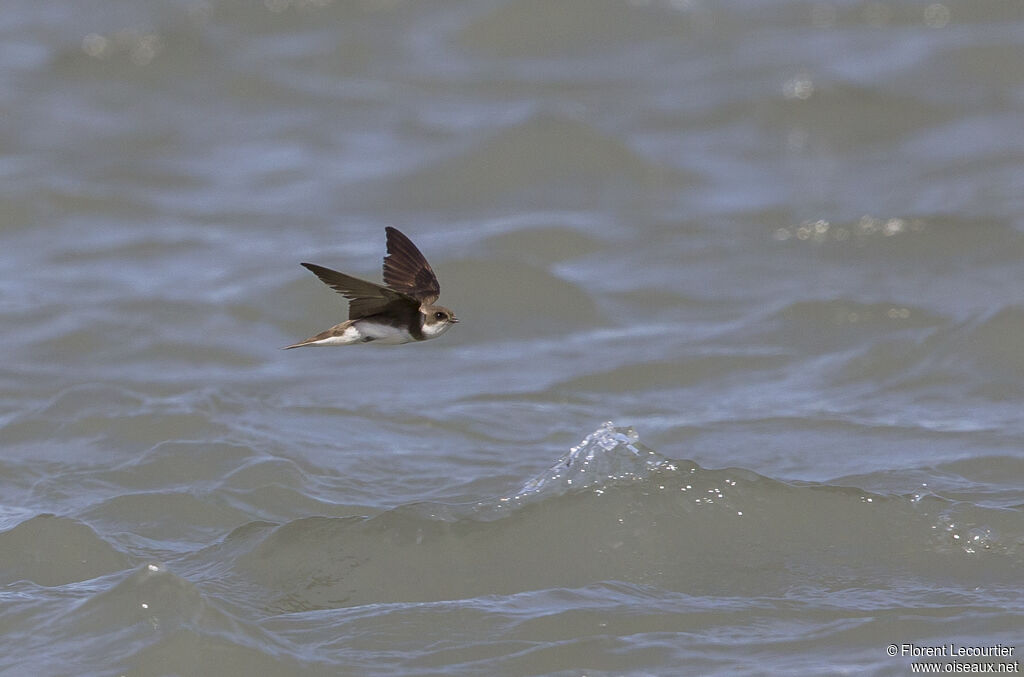 Sand Martin