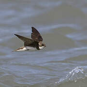 Sand Martin