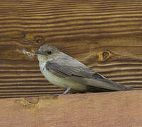 Eurasian Crag Martin