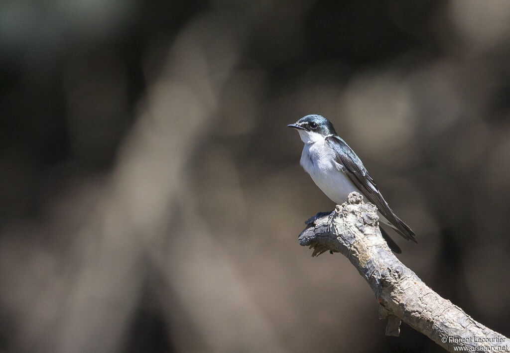 Mangrove Swallow