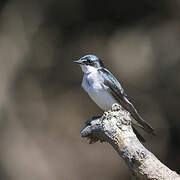 Mangrove Swallow