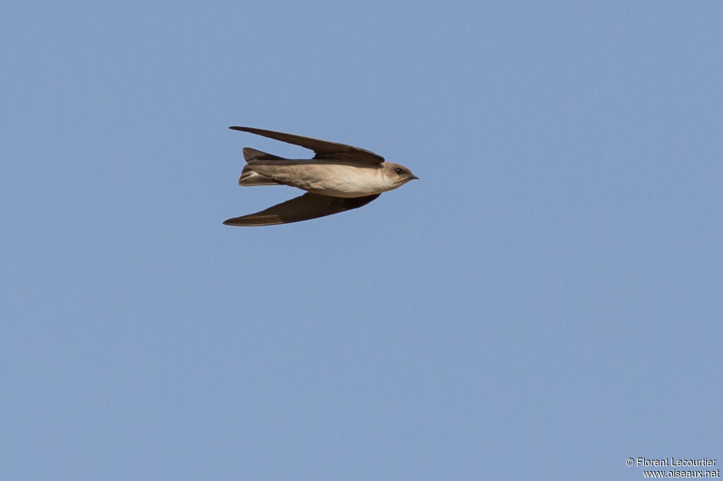 Pale Crag Martin, Flight