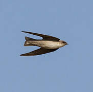 Pale Crag Martin