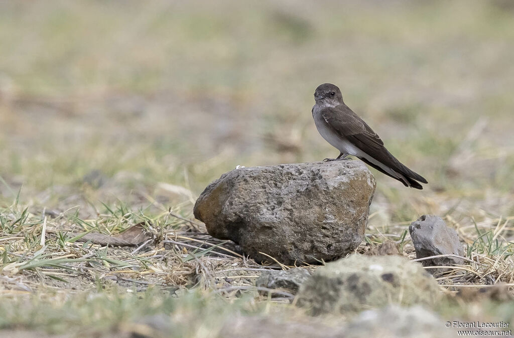 Brown-throated Martin