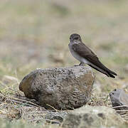 Brown-throated Martin