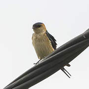 Red-rumped Swallow