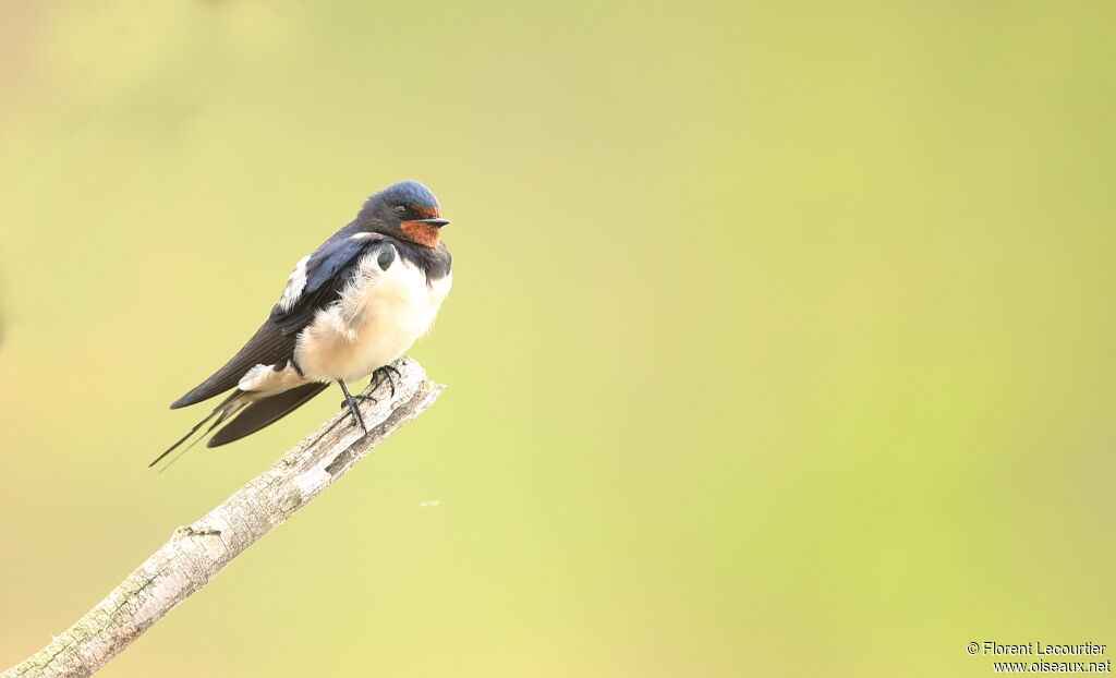 Barn Swallow