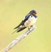 Barn Swallow