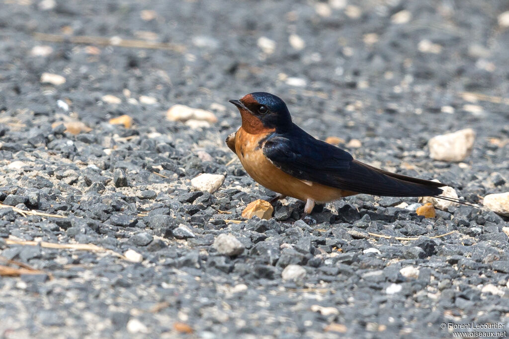 Barn Swallowadult breeding