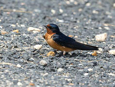 Barn Swallow