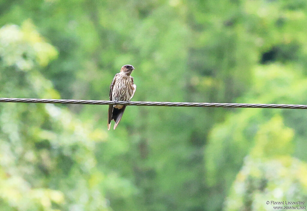 Hirondelle striolée