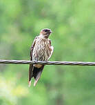 Hirondelle striolée