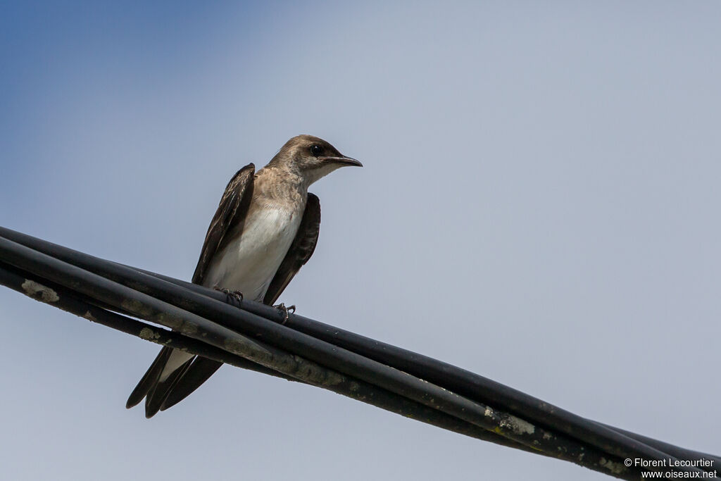 Hirondelle tapère