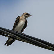 Brown-chested Martin