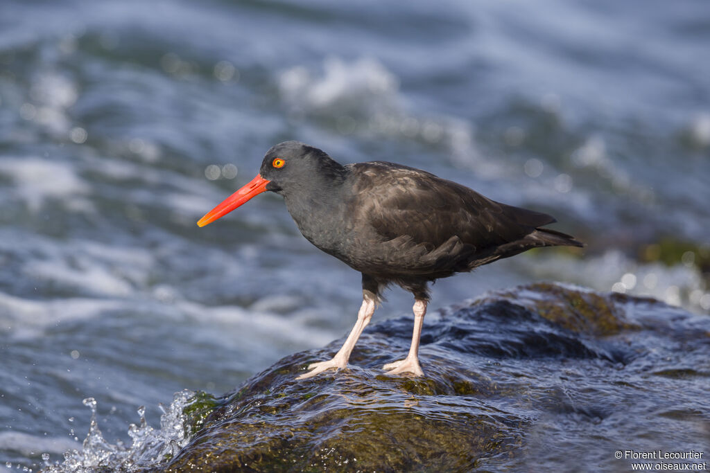 Black Oystercatcher