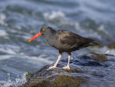 Black Oystercatcher