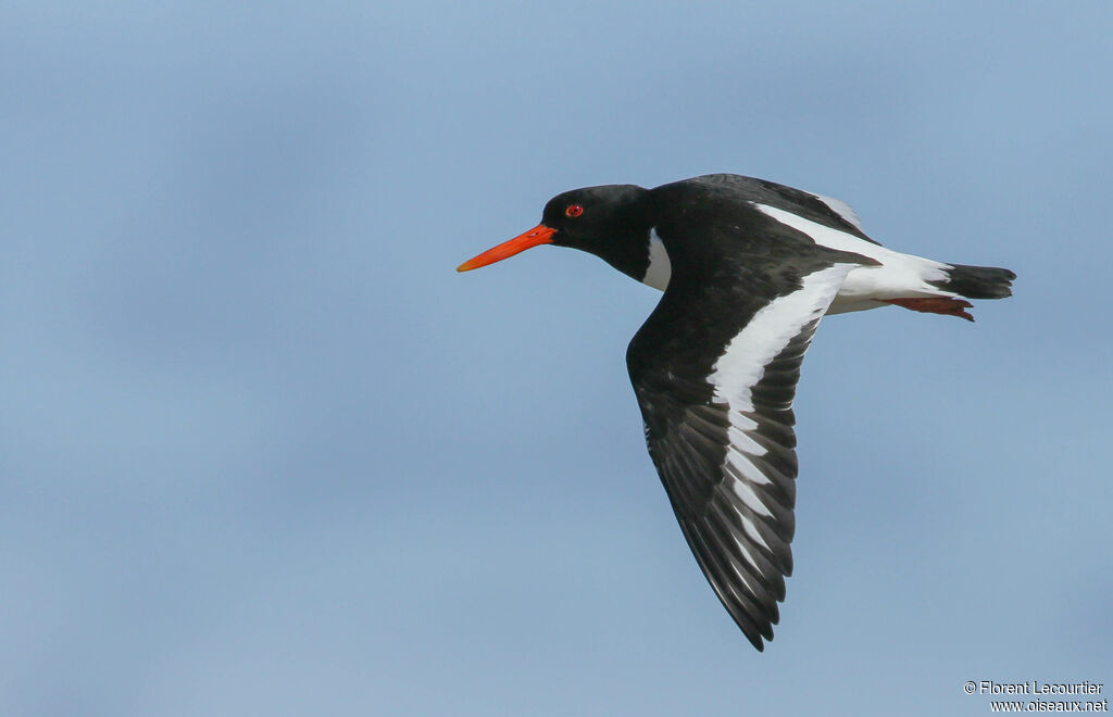 Eurasian Oystercatcheradult, Flight