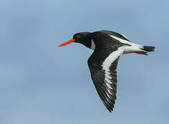 Eurasian Oystercatcher