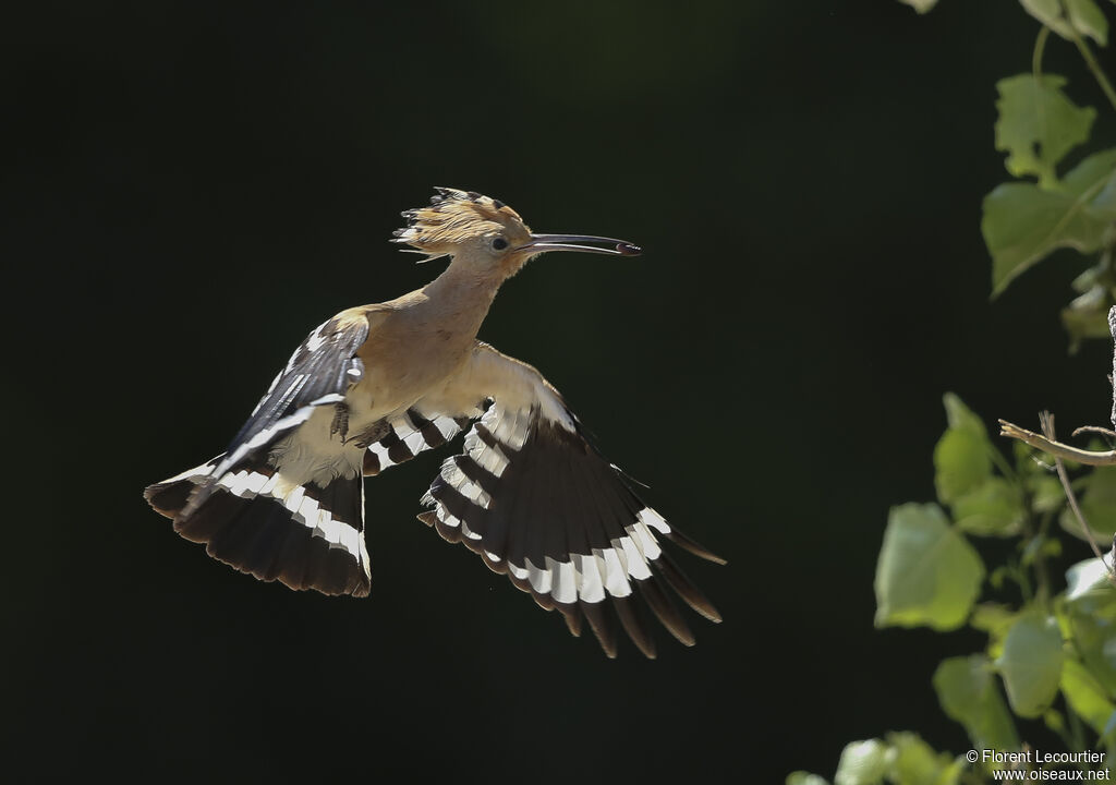 Eurasian Hoopoe