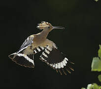 Eurasian Hoopoe