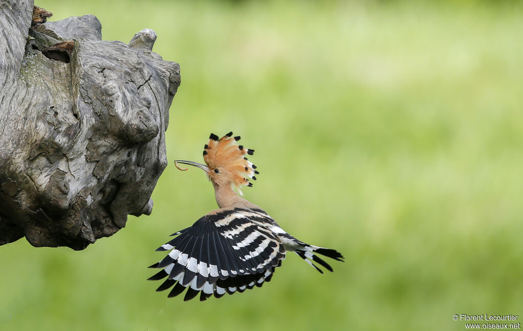 Eurasian Hoopoe