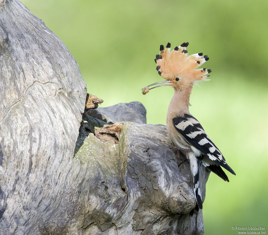 Eurasian Hoopoe