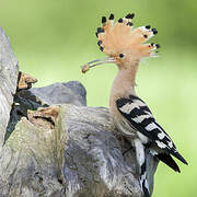 Eurasian Hoopoe