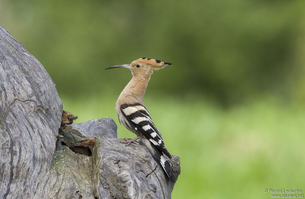 Eurasian Hoopoe