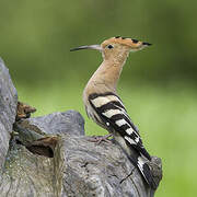 Eurasian Hoopoe