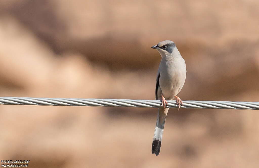 Grey Hypocolius male