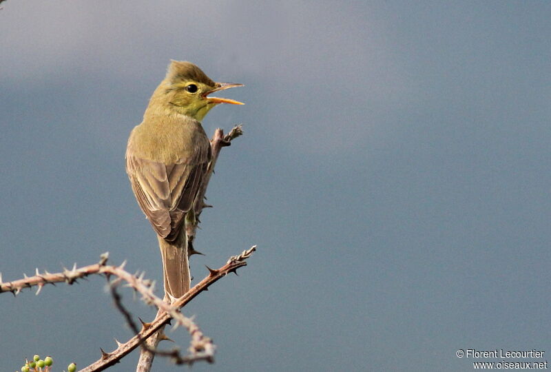 Melodious Warbler