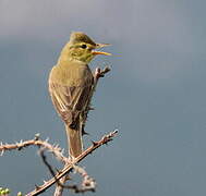 Melodious Warbler