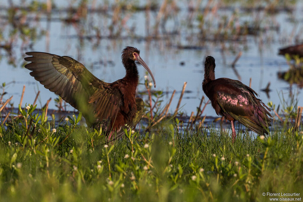 White-faced Ibis