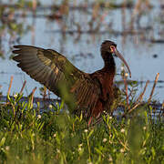 White-faced Ibis