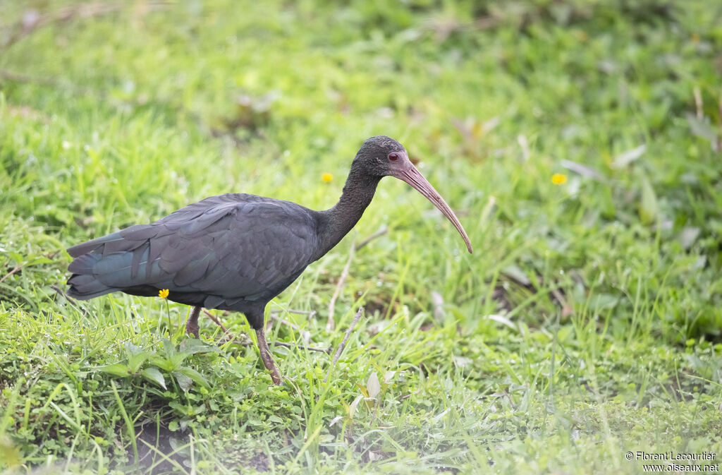 Ibis à face nue