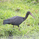 Ibis à face nue