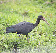 Bare-faced Ibis