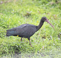 Ibis à face nue