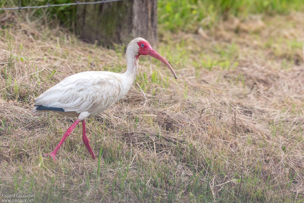 American White Ibisadult post breeding