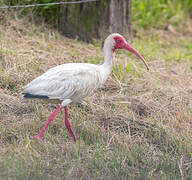 Ibis blanc