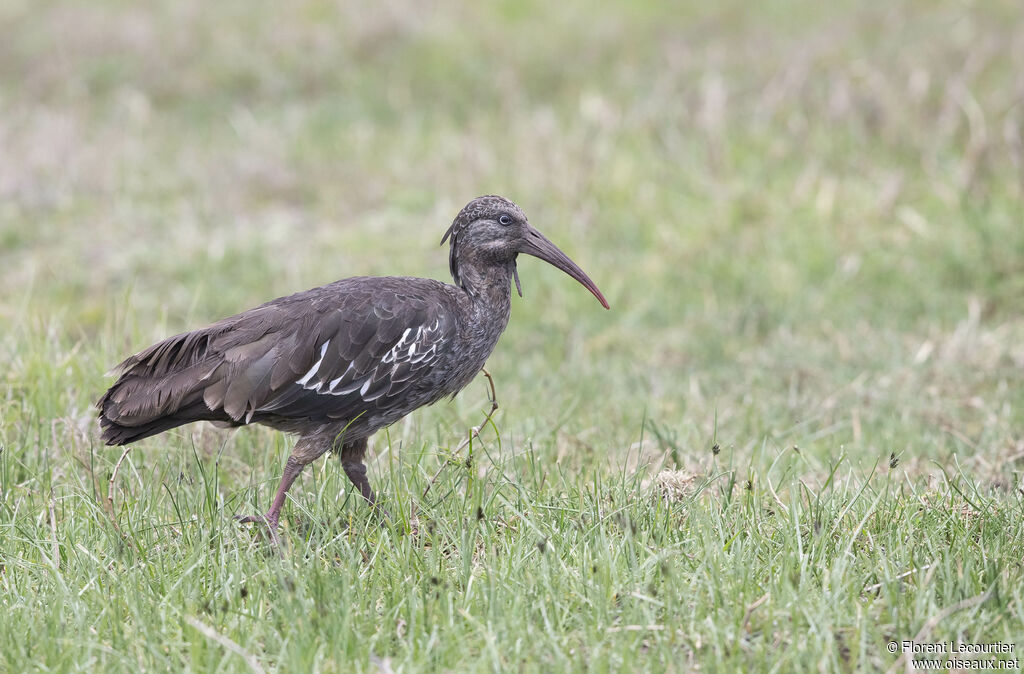 Ibis caronculé