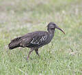 Ibis caronculé