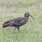 Ibis caronculé