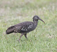 Ibis caronculé